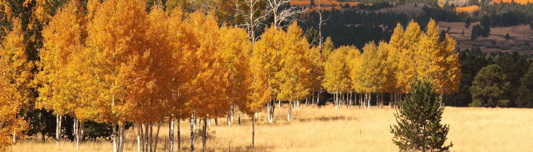 Fall-Trees-3796650_m